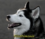 FillaDimonis