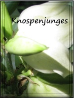 Knospenjunges