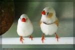 zebra finch