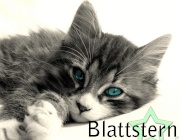 Blattstern