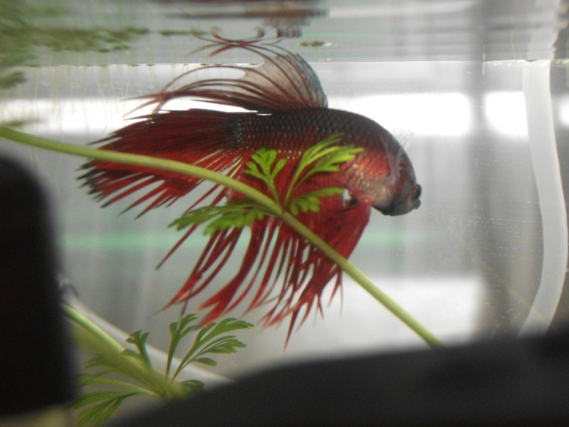 Betta crowntail