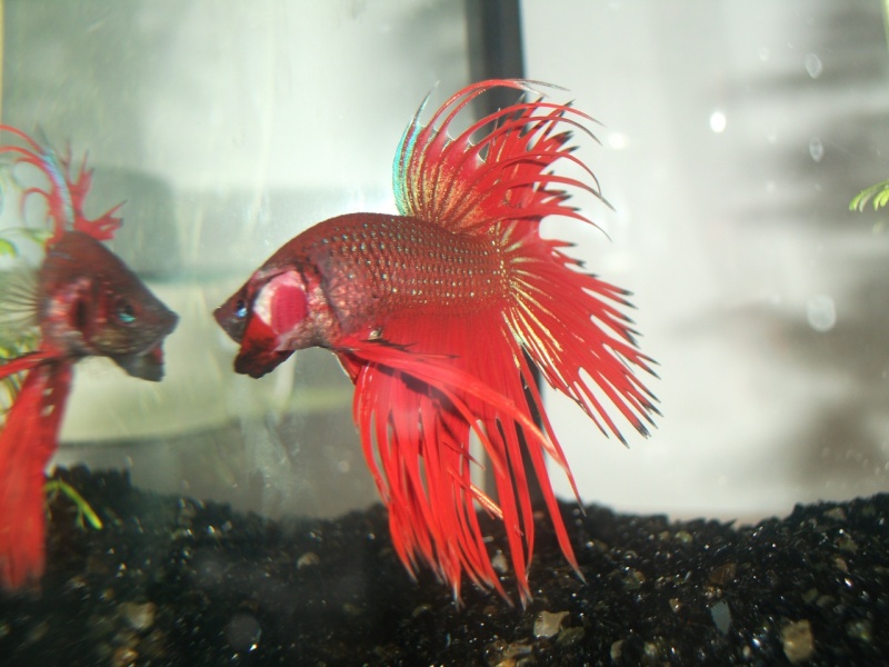 Betta crowntail delante del espejo