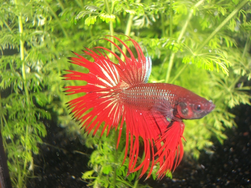 Betta crowntail