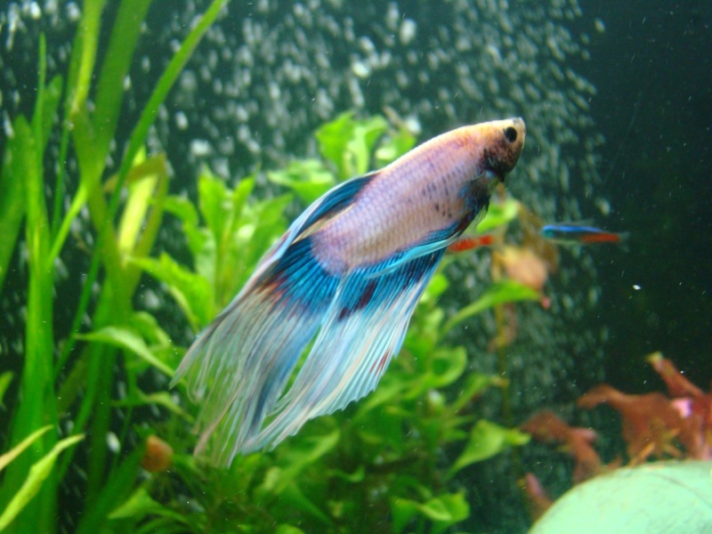 Betta veiltail