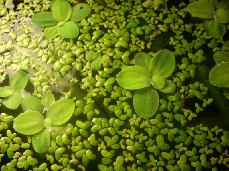 Lenteja y lechuga de agua