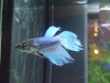 Betta vt - 002