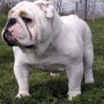 Bulldog