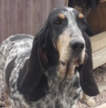 Basset Bleu de Gascogne 97-61