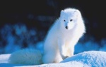 Arctic_Fox