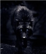 Blackwolf038