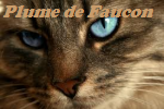 Plume de Faucon