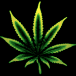 Weed