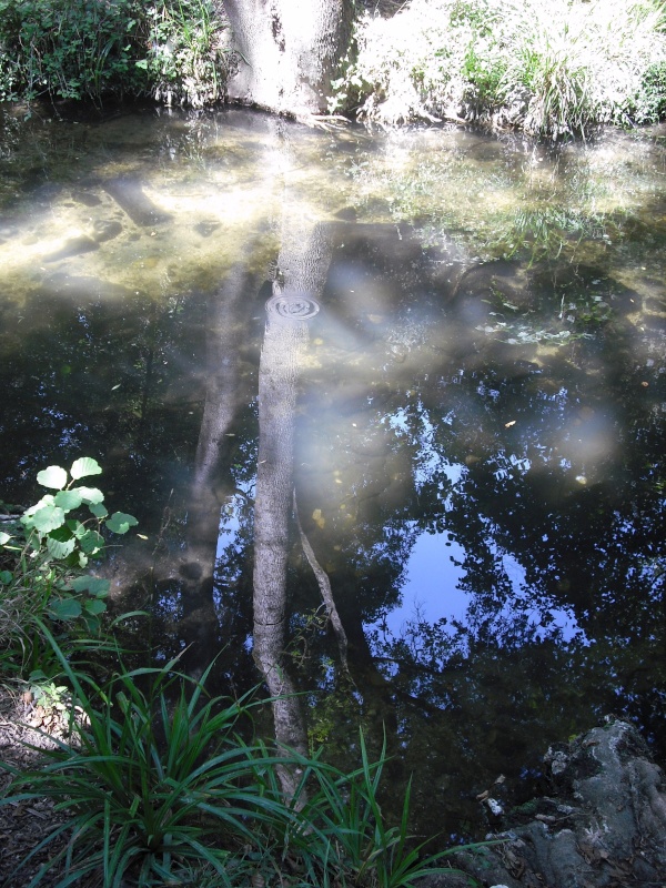 Nuage de lait