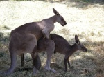 Kangaroo__I2