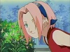 Sakura Haruno 11546010