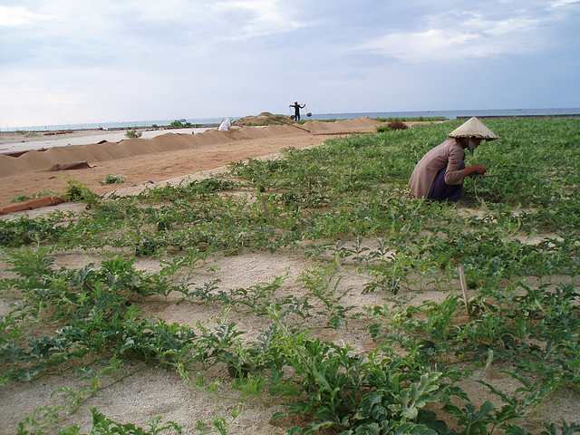 lý sơn - 005