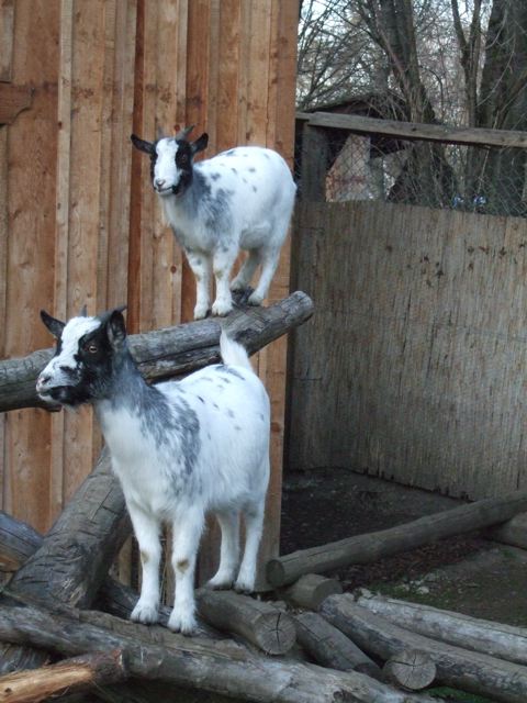 ZIEGEN-GIPFEL: Ausflug zur Kinder- und Jugendfarm Ramersdorf 28.11.09