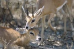 steenbok