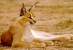 Caracal