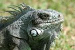 iguane