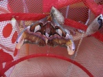 attacus