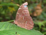 Thecla coronata