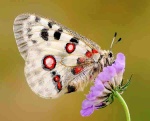 parnassius