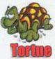 Tortue95