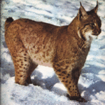 Lynx Silencieux