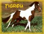 tigrou