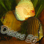 discus56