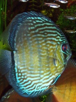 discus67