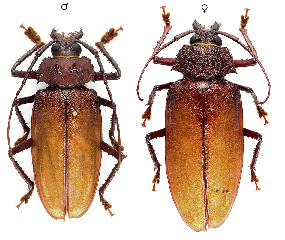 Ialyssus tuberculatus (Olivier, 1795)