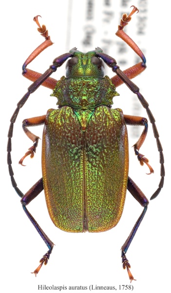 hileolaspis-auratus