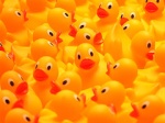 OrangeDuck