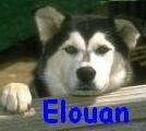 elouan