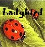 ladybird