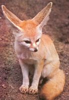 Le Fennec