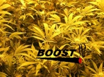 *THC*BOost