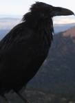 Corbeau noir