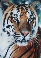 [r.p.g¹|tigre15