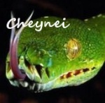 cheynei