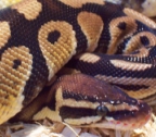 ball_python