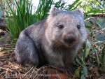 Wombat