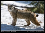 bobcat