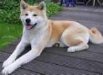 Akita