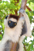 Sifaka