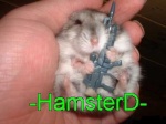 hamsterd