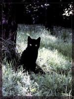 chatnoir