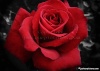 Red Rose - Kırmızı Gül